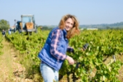 cheerful young woman harvesting grapes in vineyard during wine harvest season in autumn